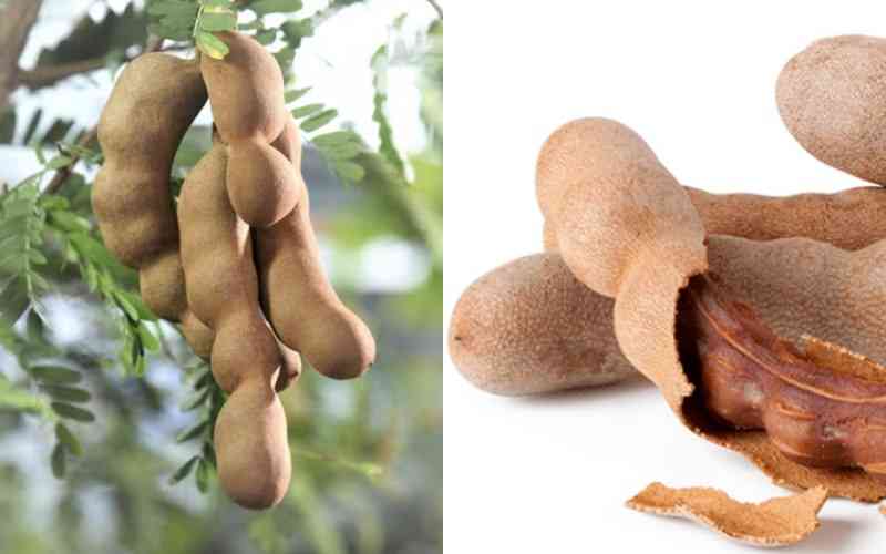 Tamarind: A versatile, silent money maker