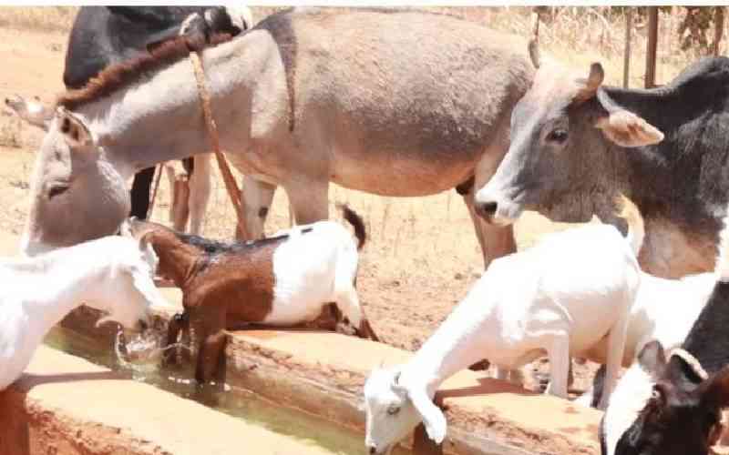 African Union takes stock as livestock farming initiative ends