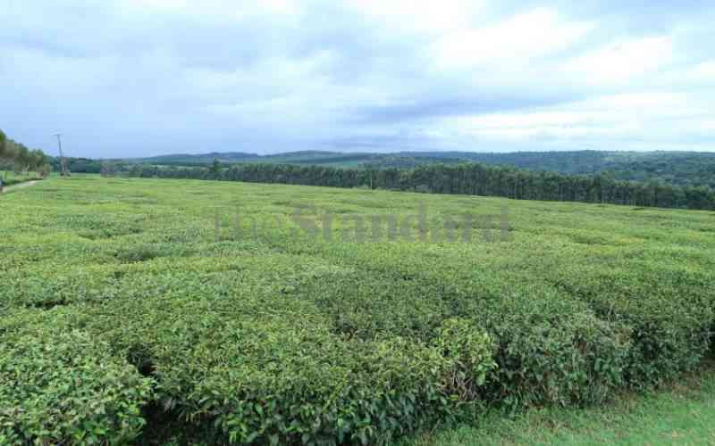 Teen dies after assault in illegal tea harvesting saga