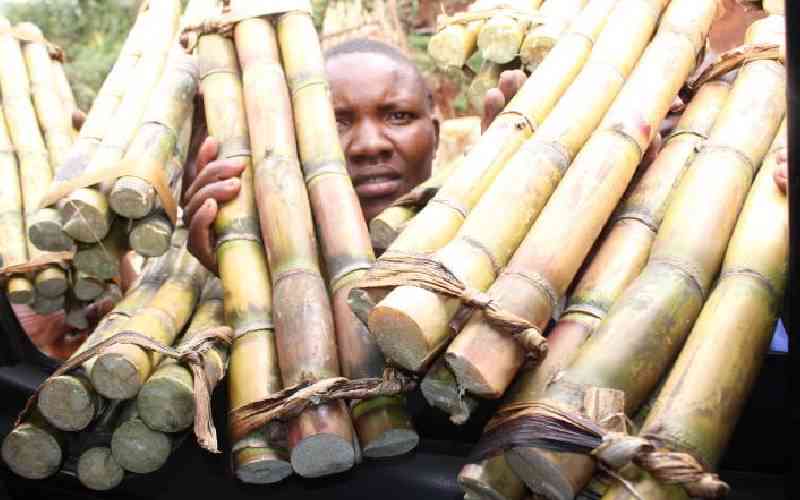 After avocado, KRA now trains its guns on sugarcane farmers