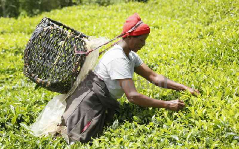 Tea growers eye mini bonus at the end of the month