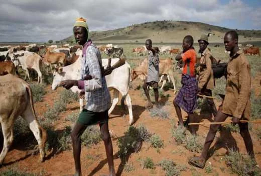 Police recover 1,000 stolen livestock after gunfight with bandits in Angata Barikoi