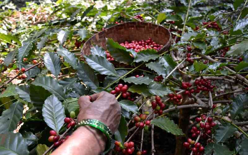 Licensing of more players in the coffee sector creates a storm