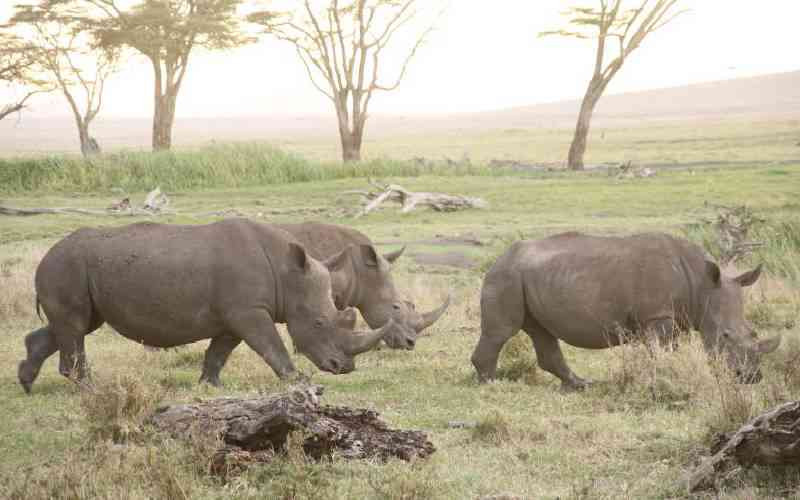 North Eastern is Kenya's wildlife frontier, treat it like one
