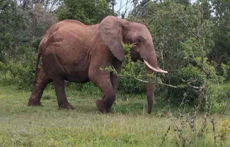 Tragedy as mother of three killed by elephant while fetching water in West Pokot