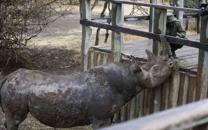 Kenya launches plan to boost black rhino population