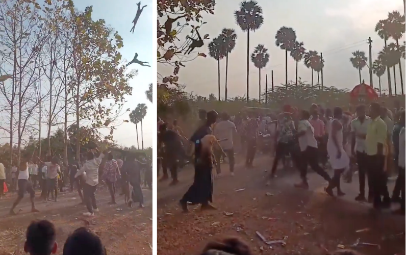 Bizarre goat-tossing ritual in India draws online shock, outrage