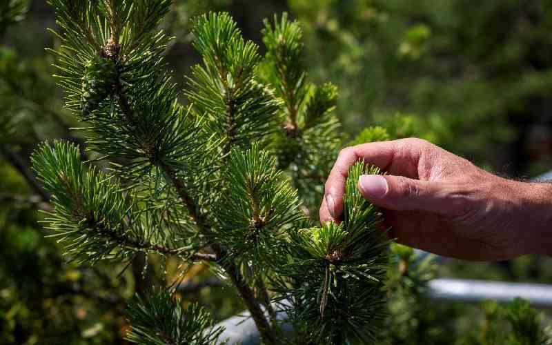 Facing climate change, Swiss trees get mist before they're missed