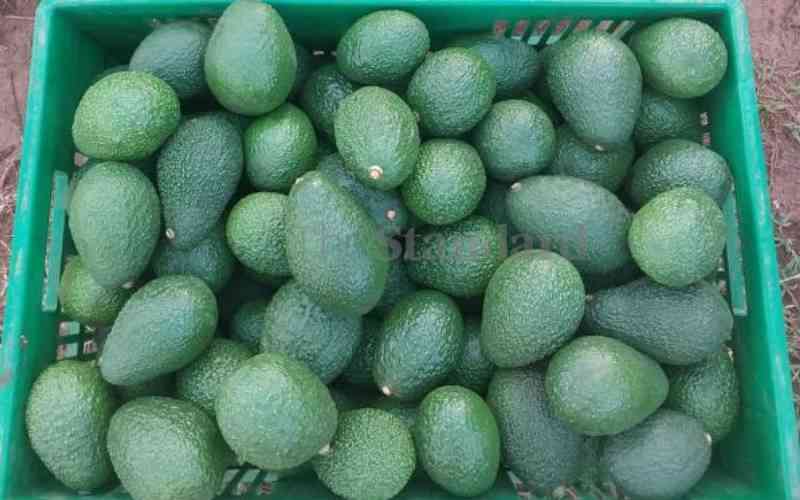 Agency stops illegal avocado exports to TZ