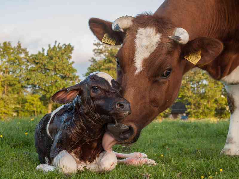 Difficult calf birth: the Caus...