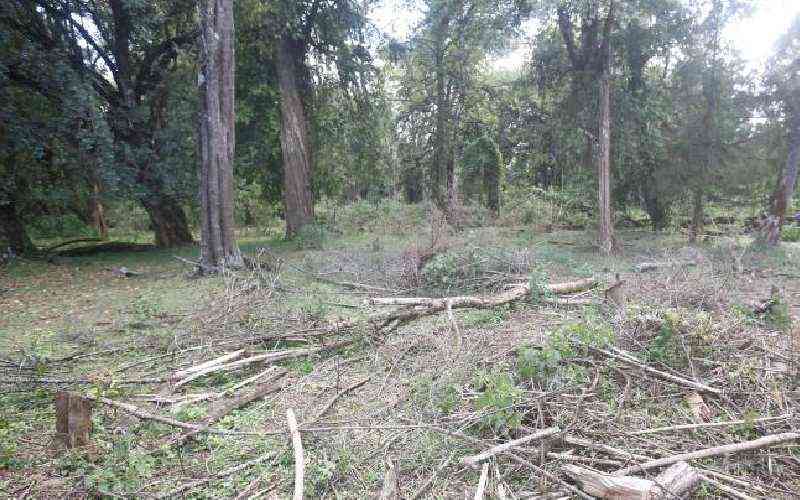 Alarm as Kenya adds least State forest acreage in 23 years