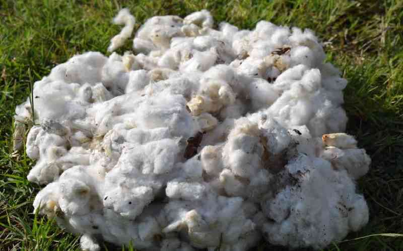 Homa Bay County adopts modern technology to boost cotton farming