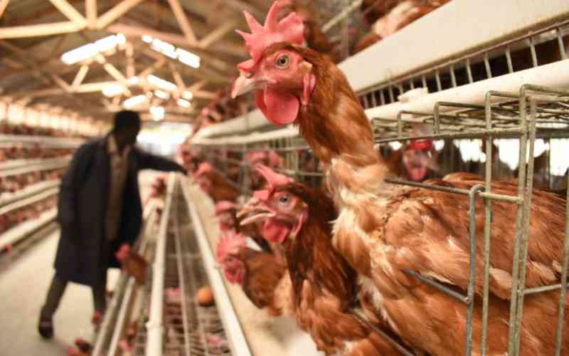 10 tips to reduce poultry disease risk