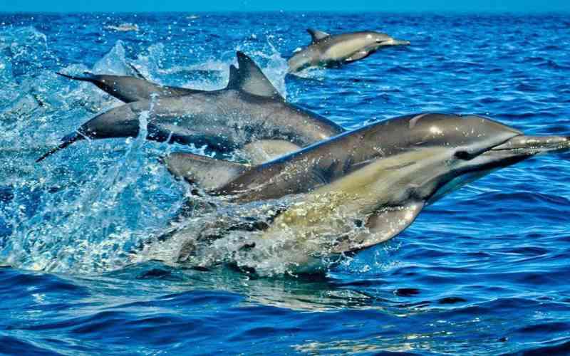 Scores of dying dolphins wash ashore beach in Somalia