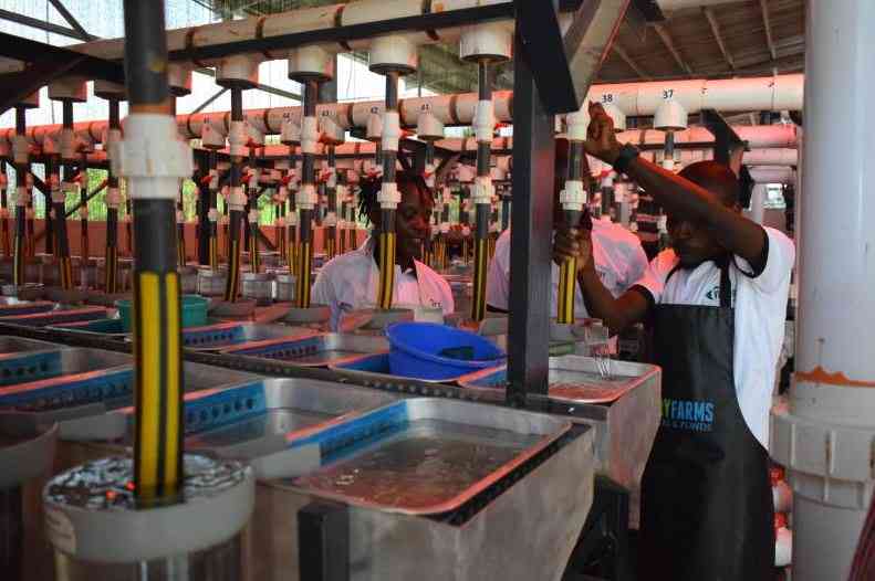 Fingerlings hatchery to address fish deficit in the country