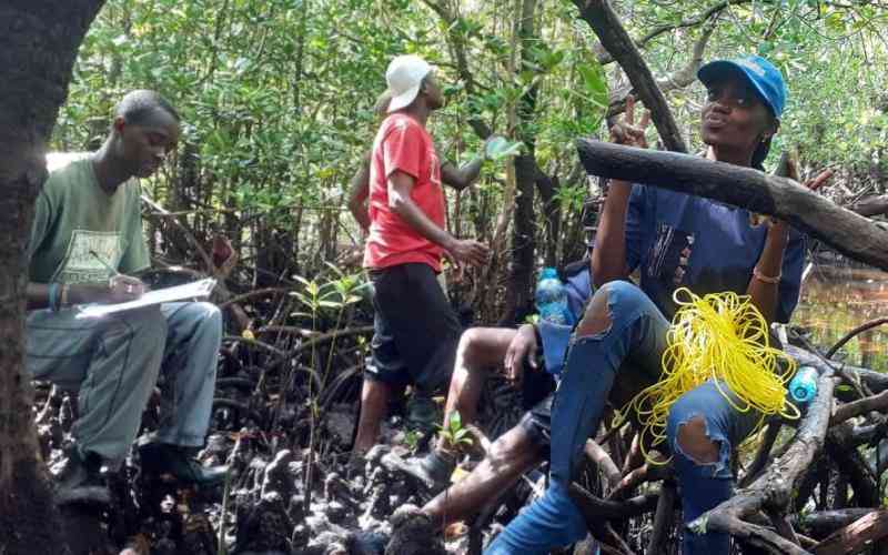 Mangroves conservation project changing locals' fortune