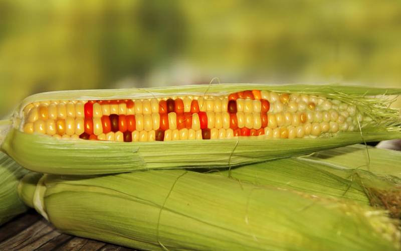 The real questions and answers we should look for on GMO food