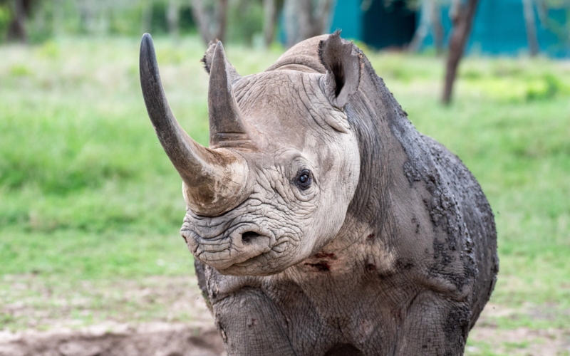 Baraka: The blind rhino who became Kenya's conservation ambassador