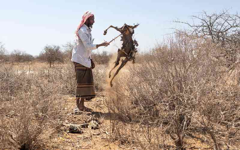 'Our children are next' fear Kenyans as drought wipes out livestock