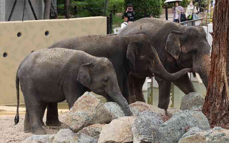 Indian stars push to end elephants in Bollywood