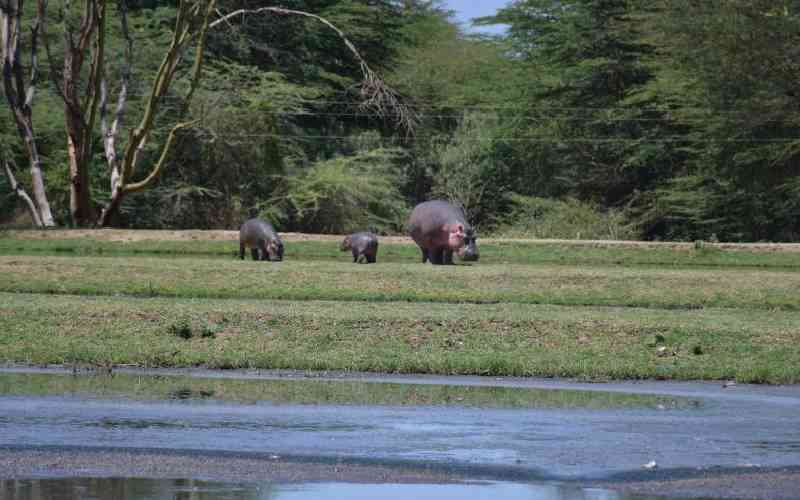 Four feared dead after hippo attack