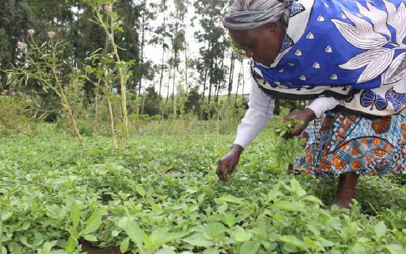 Farmers petition state to address supply of indigenous seeds, food