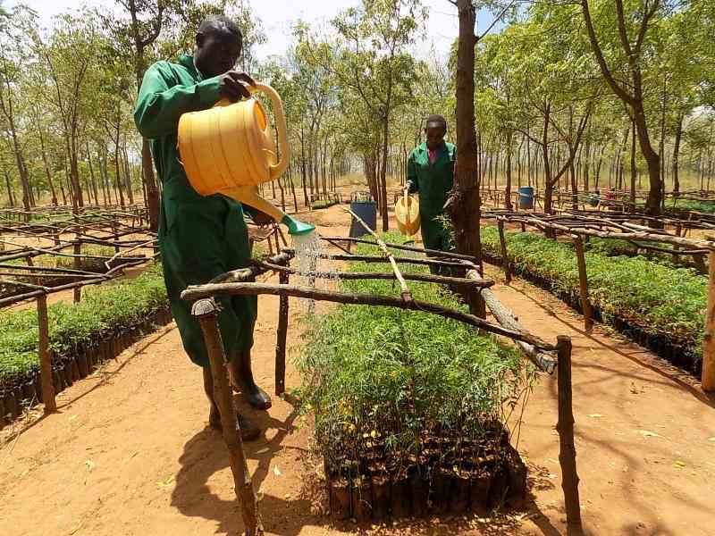 Pastoralists in arid counties ...