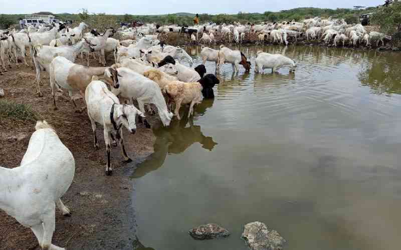 State moves to avert clashes as migrant herders pour into Isiolo