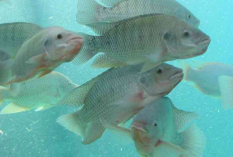 Africa's freshwater fish risk extinction, says report