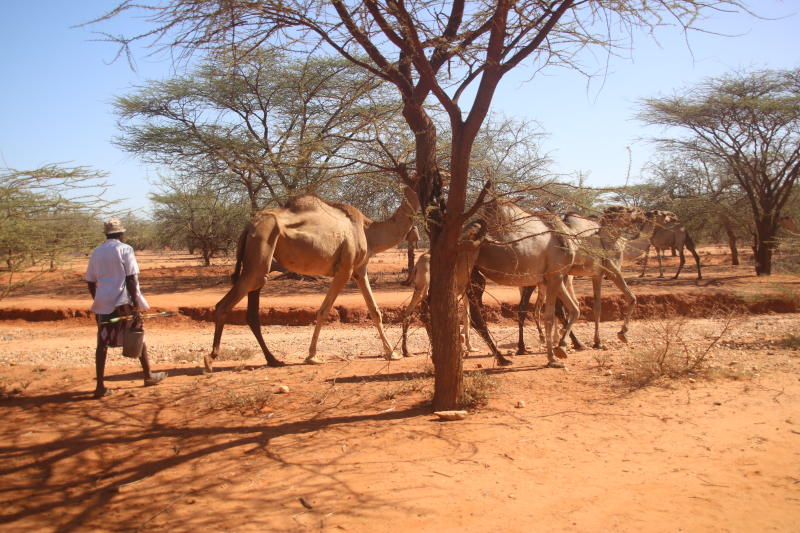 Pastoralists alternative source of livelihood as drought persists
