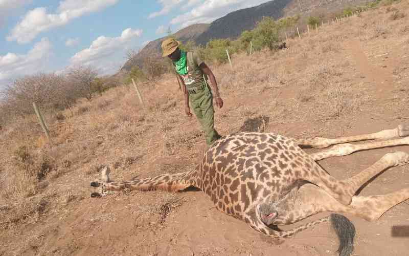 Surge of private ranches in Kajiado posing threat to Maasai giraffes