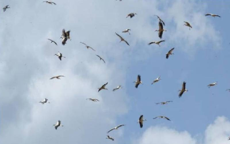 Highways of the sky: Why birds ancient routes are under threat