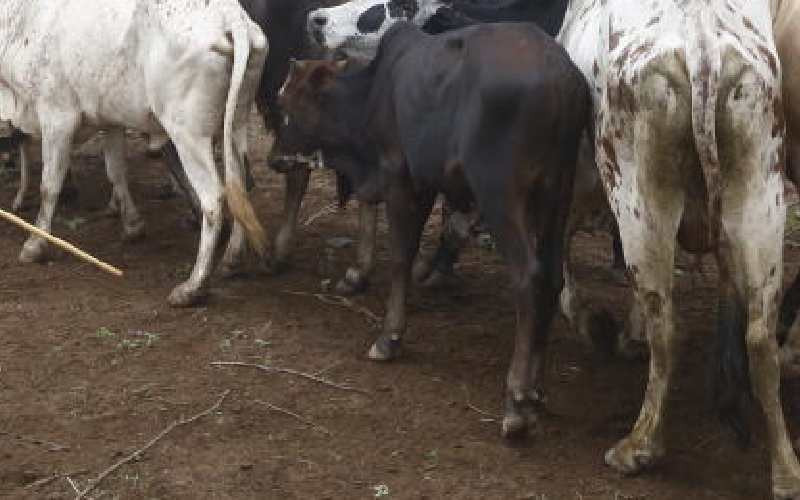 Farmers turn to baking powder to fight foot and mouth disease