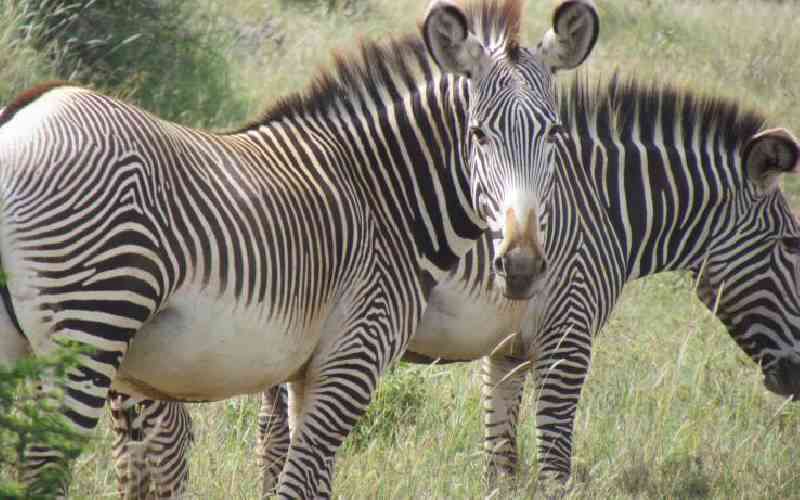 Drought poses danger to threatened Grevy's zebra