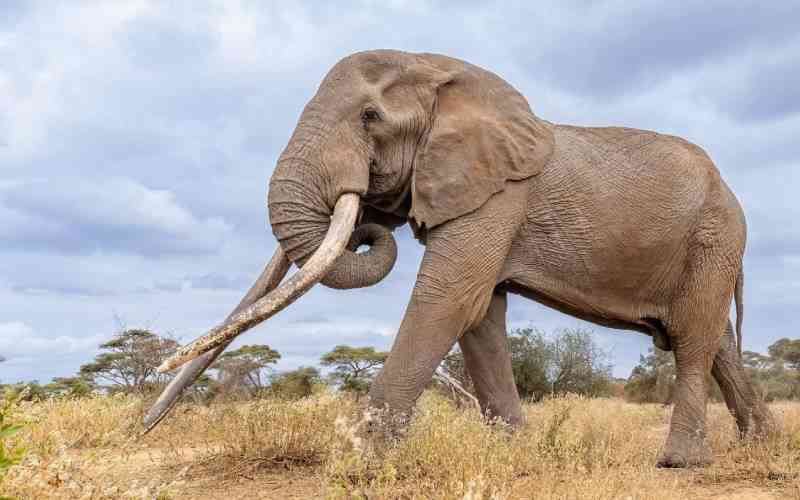 KWS begins process to preserve Amboseli's iconic Craig
