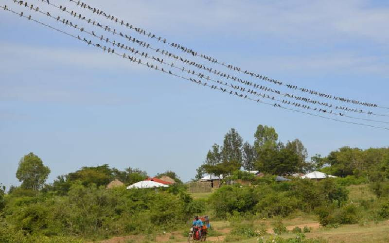 Scholars warn Kenya's energy boom poses hidden threat to birds