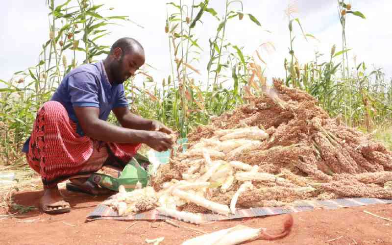 How farming is slowly gaining traction in Wajir 