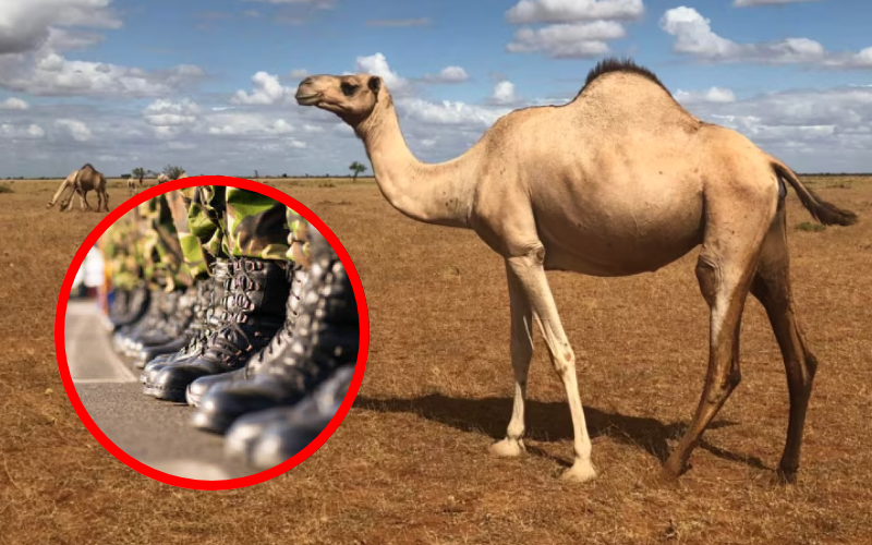KDF officer shoots camel that 'ignored' stop order at Mandera border post