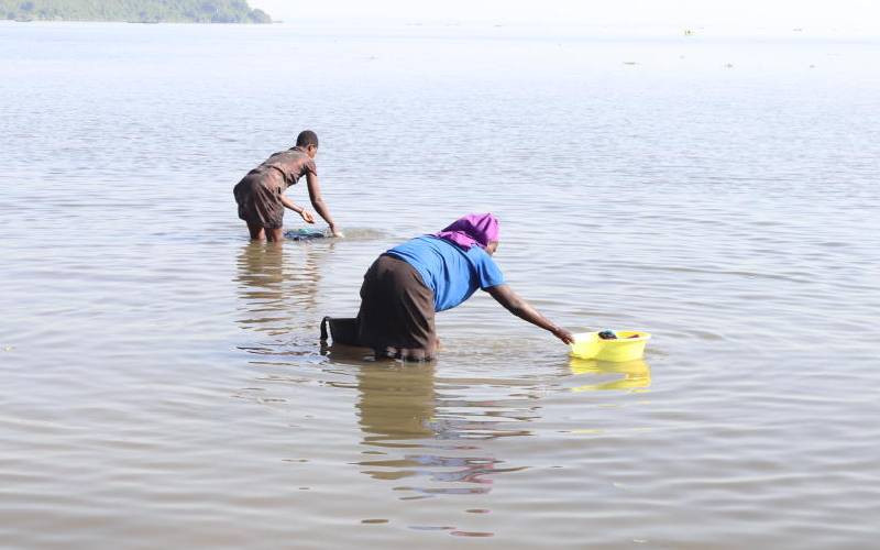 Why water in Lake Victoria sometimes changes colour and stinks