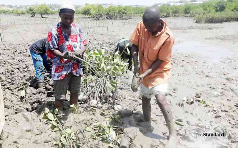 Kwale farmers eye international carbon credit market