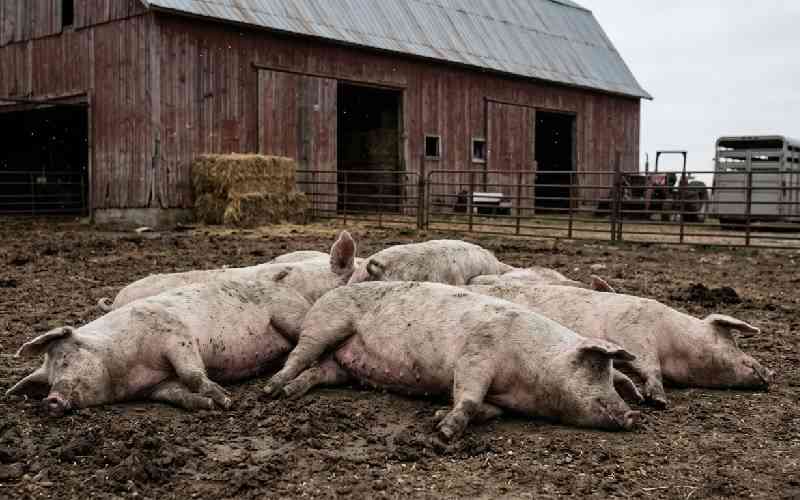African Swine Fever kills more than 1,470 pigs in Kiambu