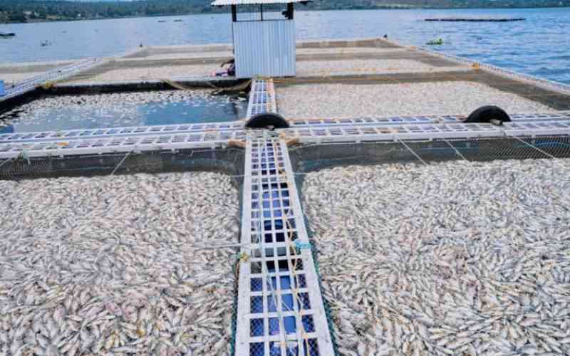 Extreme temperatures and low oxygen blamed for fish deaths