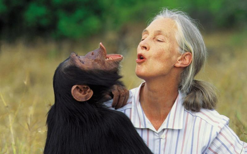 Jane Goodall: Life devoted to chimpanzees, conservation