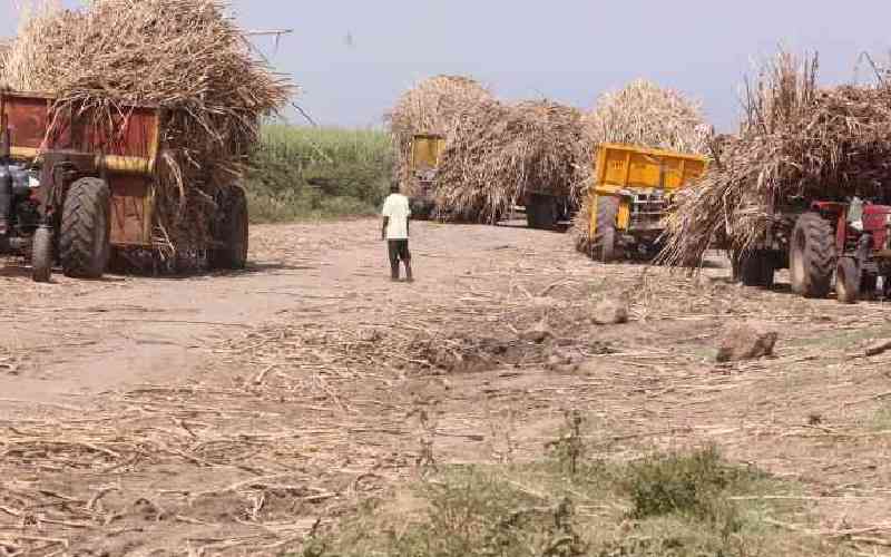 Farmers mull over next move after ban on cane production