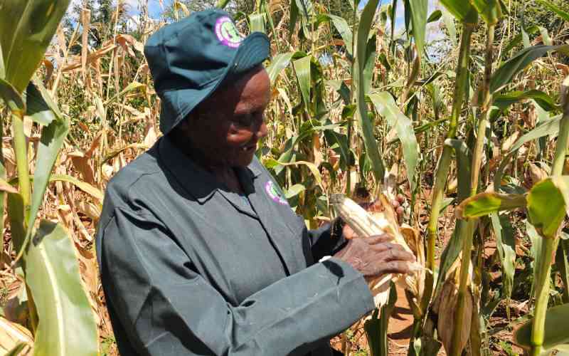ASAL regions embrace climate-smart agriculture to beat perennial hunger