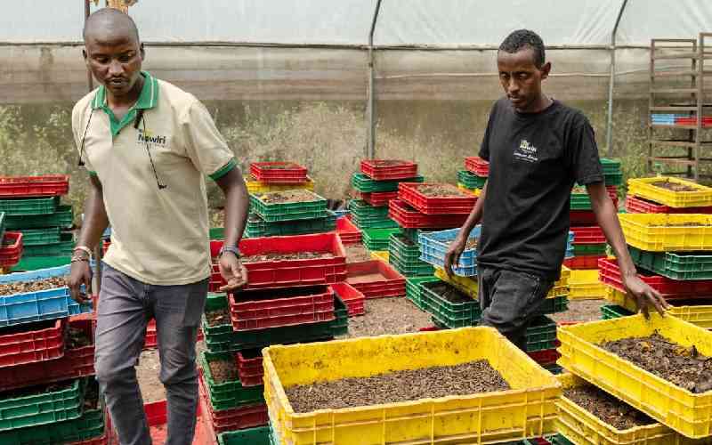 Kenyan farmers turn to bugs as organic demand grows