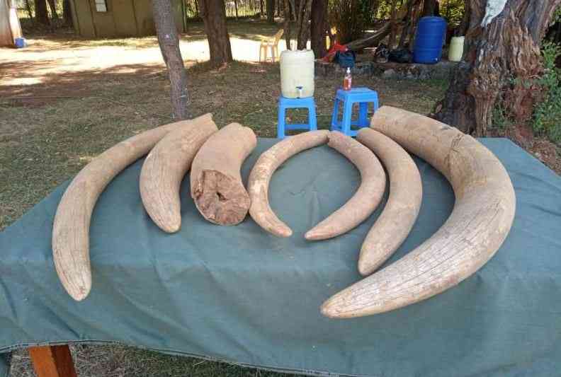 Police launch manhunt for suspect in illegal ivory trade, arrest one