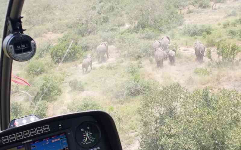 Relief for Kilifi farmers as 14 rogue jumbos are driven back to park