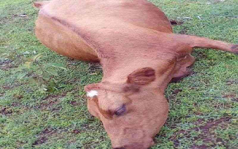 Vihiga County confirms anthrax outbreak, one person dead