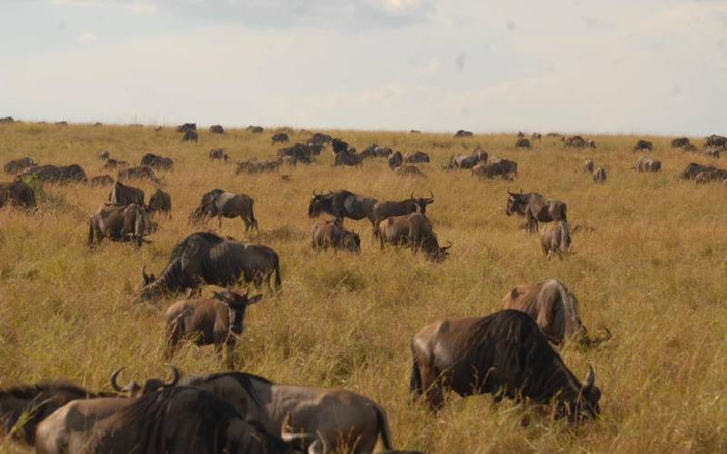 Study: Roads, farms and fences are causing genetic decline in wildebeest populations